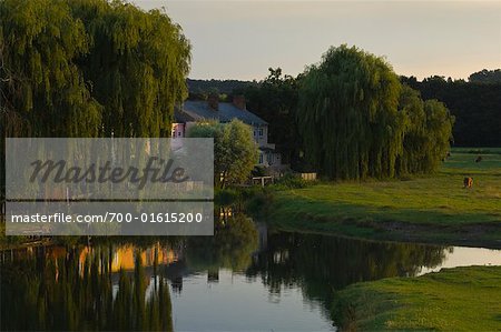 Weeping Willows by House at Sunset, Sudbury, Suffolk, England