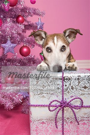 Jack Russell Terrier Leaning on Christmas Gift