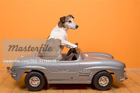 Dog Toy Car Royalty-Free Images, Stock Photos & Pictures