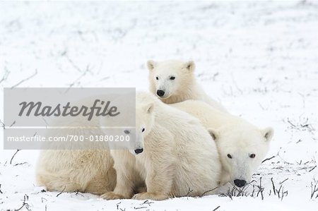 Polar Bear Mother with Cubs