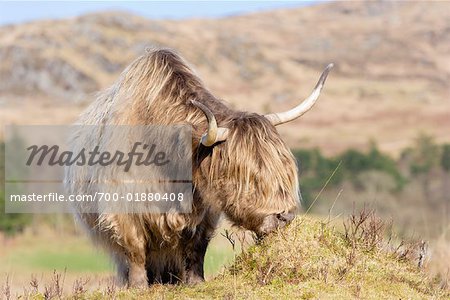 Highland Cow, Ardnamurchan, Argyll and Bute, Scotland