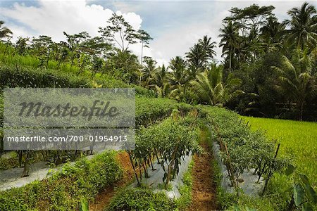 Terrace Farms, Dieng Plateau. Central Java, Java, Indonesia