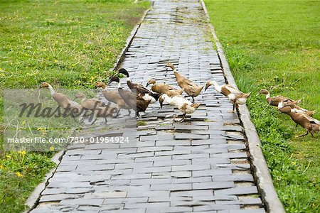 Flock of Ducks Crossing Walkway, Dieng Plateau, Central Java, Java, Indonesia