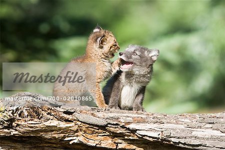 Baby Arctic Fox And Baby Lynx Playing Minnesota Usa Stock Photo