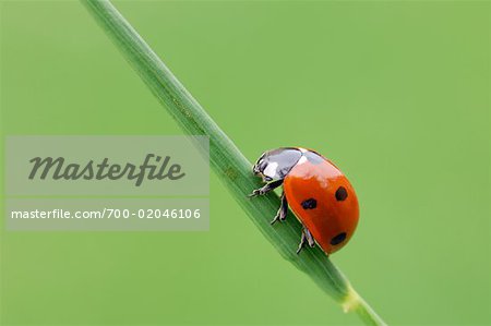 Close-up of Seven-spot Ladybug