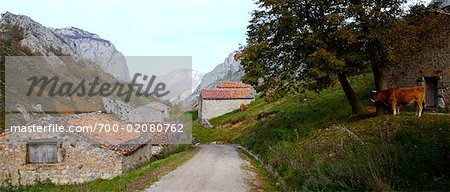 Narrow Country Road Picos de Europa, Asturias, Spain