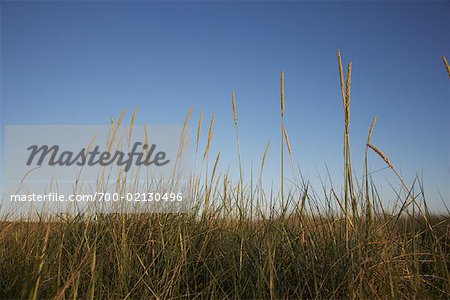 Close-up of Long Grass, St Peter-Ording, Nordfriesland, Schleswig-Holstein, Germany