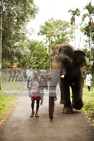 Man Leading Elephant down Path, Trivandrum, Kerala, India