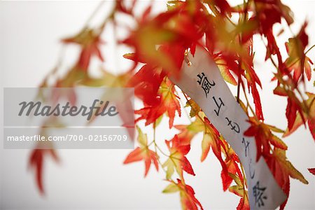 Calligraphy on Paper Attached to Branch, Kyoto, Japan
