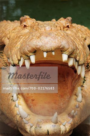 White Saltwater Crocodile, Northern Territory, Australia White Saltwater Crocodile, Northern Territory, Australia