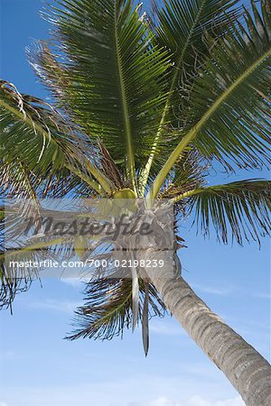 Palm Tree, Tulum, Mexico