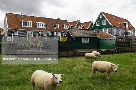 Sheep in Pasture by Traditional Houses, Marken, North Holland, Netherlands