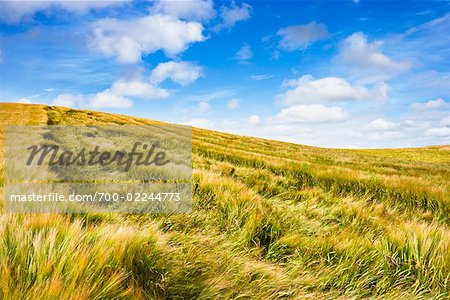 Wind Damaged Wheat Fields