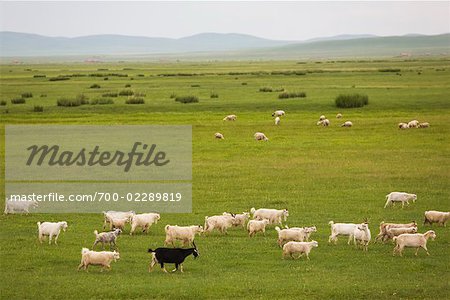 Goats in Grassland, Inner Mongolia, China