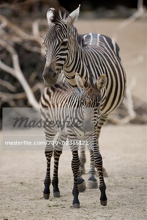 Portrait of Mother and Baby Zebra