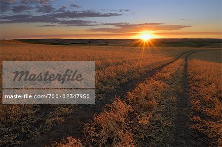 Sun over Wheat Field, Palouse, Whitman County, Washington State, USA