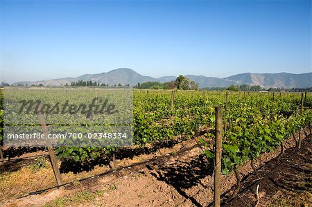 Francisco Undurraga Vineyard, Maipo Valley, Santiago, Talagante Chile