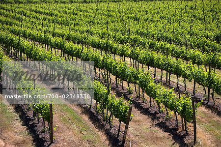 Francisco Undurraga Vineyard, Maipo Valley, Santiago, Talagante Chile