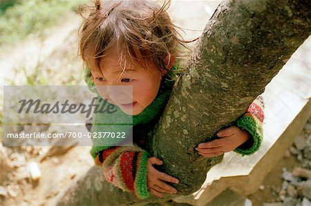 Child Climbing a Tree, sa Pa, Lao Cai, Vietnam