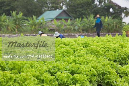 Lettuce Farm, Pathum Thani, Thailand