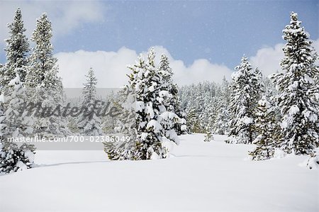 Snow-covered Pine Forest, Near Breckenridge, Colorado, USA