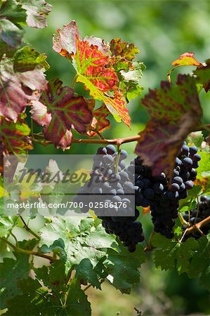 Wine Grapes on Vine, Ahrweiler, Germany