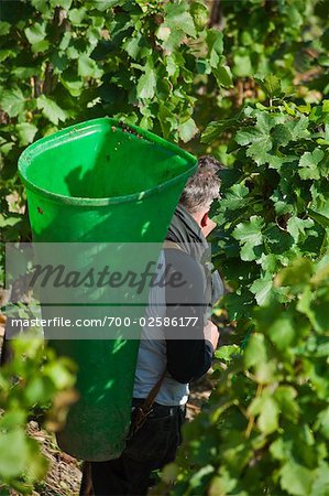 Vineyard Worker Harvesting Grapes, Ahrweiler, Germany