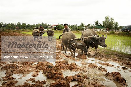 Plowing, Paddy Fields, Cambodia