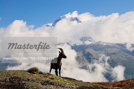 Alpine Ibex, Aiguilles Verte, Chamonix, France