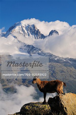 Alpine Ibex, Aiguille Verte, Chamonix, France