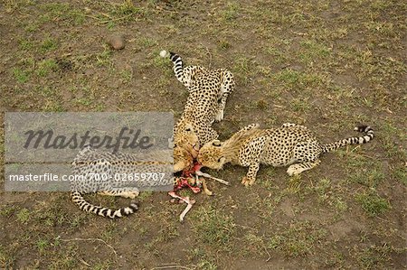 Cheetah Family Eating a Thompson's Gazelle