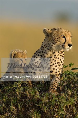 Cheetah Mother and Cub on Termite Mound