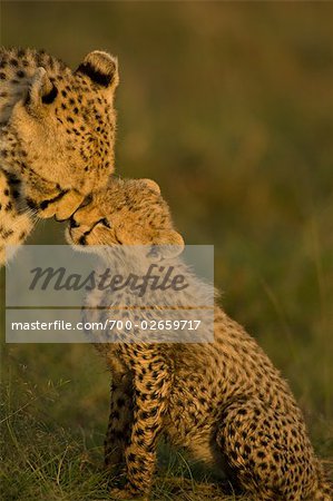 Cheetah Mother and Cub