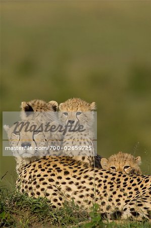 Cheetah Family on Termite Mound