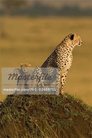 Cheetah Family on Termite Mound