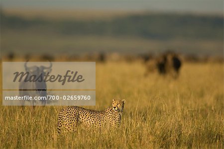 Cheetah in Field with Wildebeest
