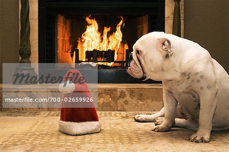 English Bulldog Sitting in Front of Fireplace, Looking at Santa Hat