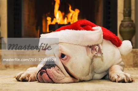 bulldog with santa hat