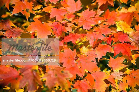 Autumn Leaves, Vermont, USA