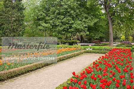 Tulips in Botanical Garden, Madrid, Spain