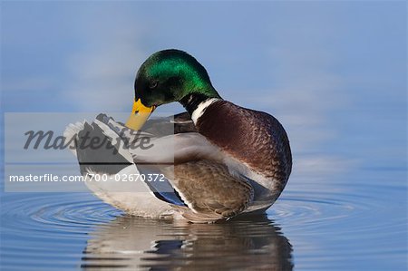 Mallard