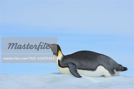 penguin sliding on belly