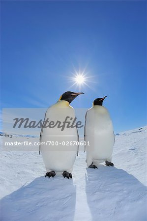 Emperor Penguins, Snow Hill Island, Antarctica Emperor Penguins, Snow Hill Island, Antarctica