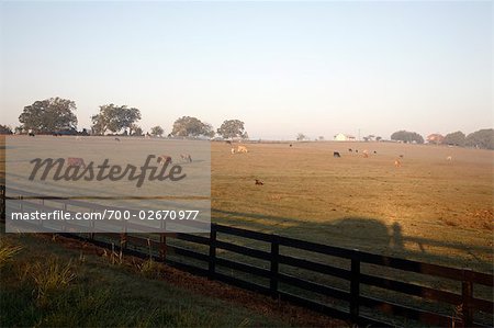Field, Somerville, Texas, USA