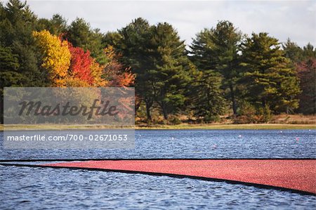 Cranberry Harvest