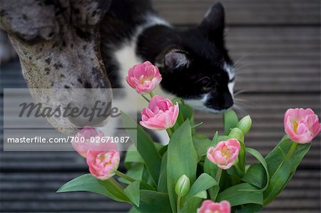 are dogs or cats good to tulips