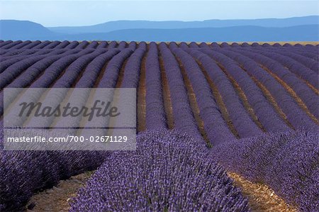 Rows of Lavender, Provence, France