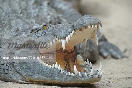 Close-up of Nile Crocodile