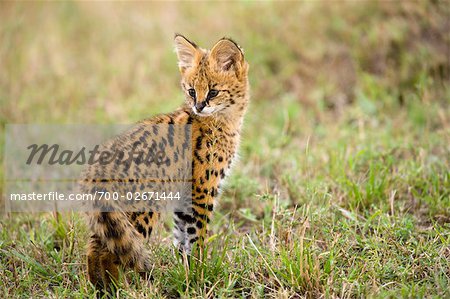 Serval Kitten