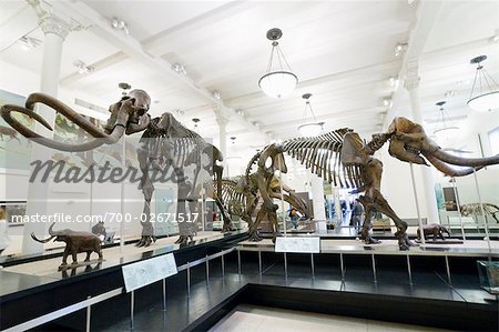 American Museum of Natural History, New York City, New York, USA